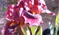 iris-rosso