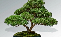 xDavids-serissa-bonsai.pagespeed.ic.DBWA4ZzVKw