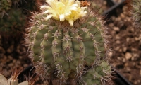 foto-el-saguaro-2