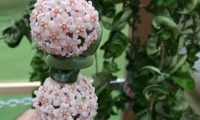 hoya