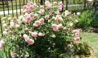 manuflor-002