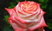manuflor-003