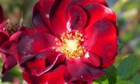 manuflor-005