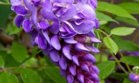manuflor-007