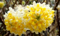 manuflor-010