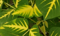 piante-trpicali-fabio-maio-005