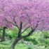 Alberi in Fiore