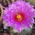 Ape in fiore