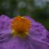 Cistus creticus
