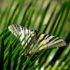 Cycas