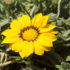 Giallo come il sole