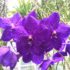 orchidea