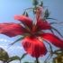 In faccia al sole
