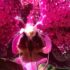 ORCHIDEA