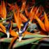 Strelitzia reginae
