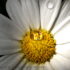candido fiore