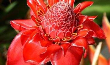 Torch-ginger