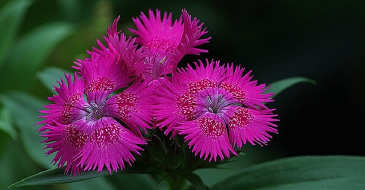 aromatic-flowers