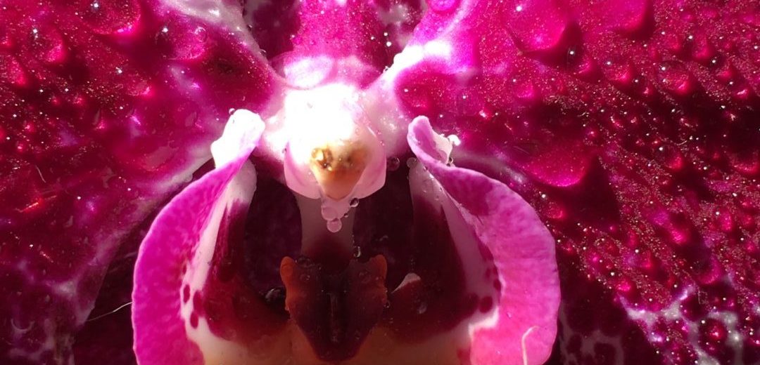 35-sua-maesta-l-orchidea