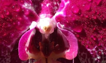 35-sua-maesta-l-orchidea
