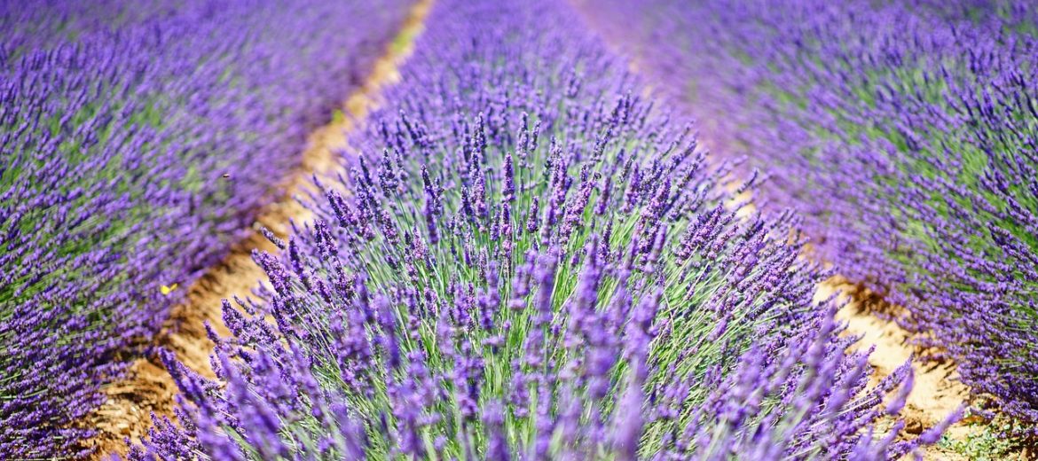 lavender-flowers-1595487_1280