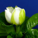 gardenia-flower-1