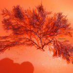 alga-rossa-3-aprile