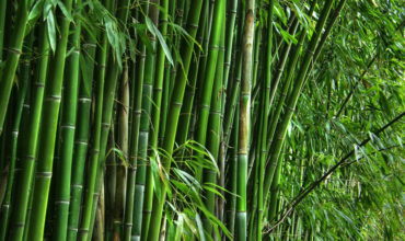 bamboo-img-new